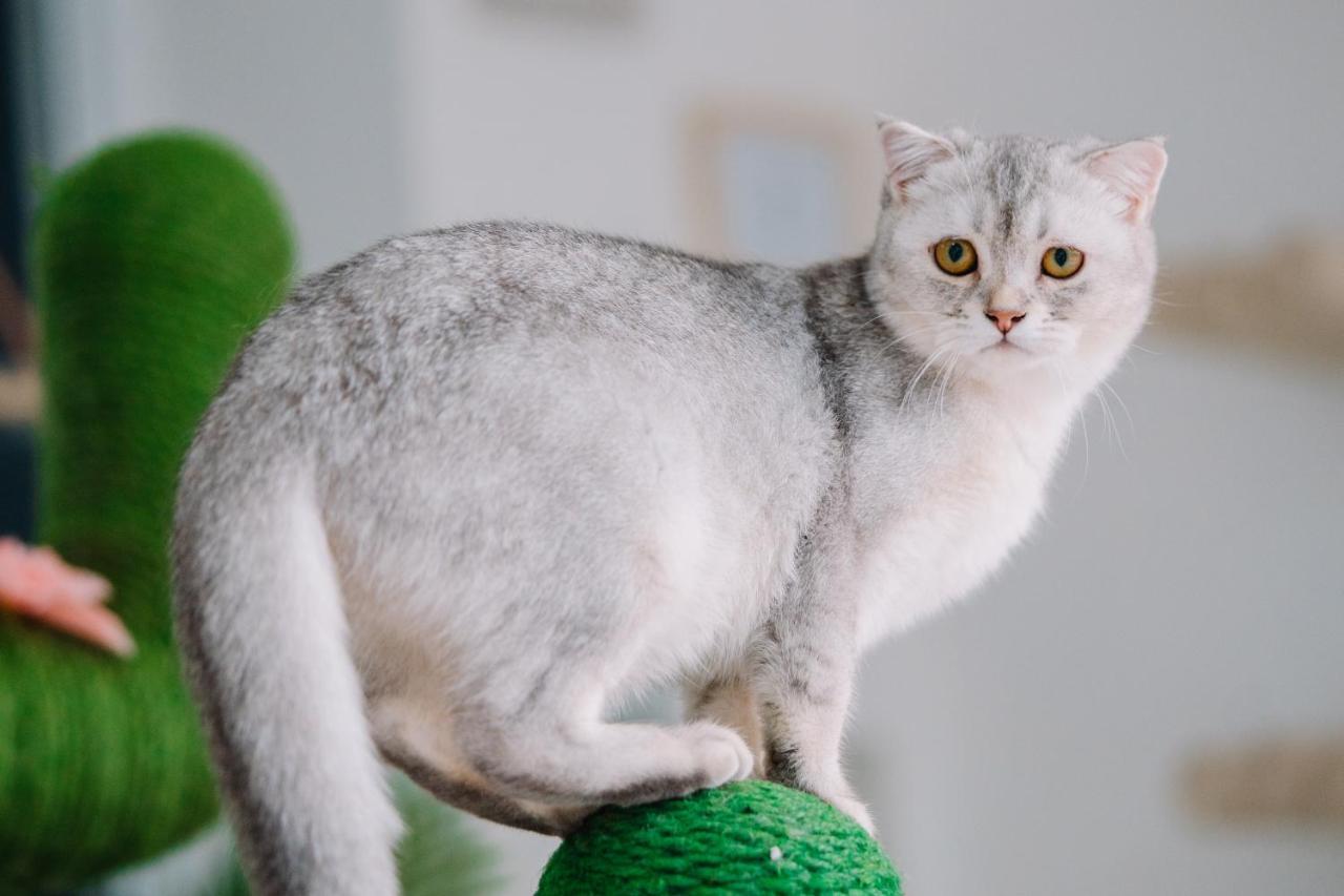 Meow Cafe & Hotel Patong Kültér fotó