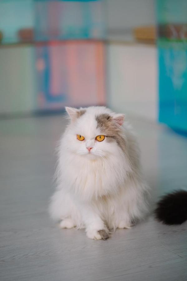 Meow Cafe & Hotel Patong Kültér fotó