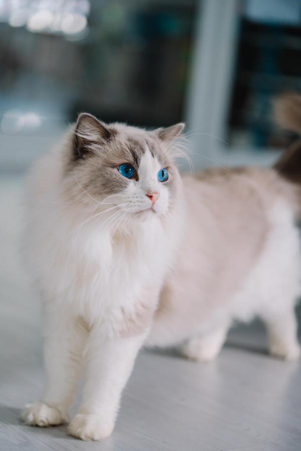 Meow Cafe & Hotel Patong Kültér fotó